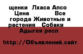 щенки  Лхаса Апсо › Цена ­ 20 000 - Все города Животные и растения » Собаки   . Адыгея респ.